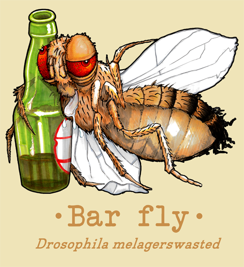 Drunk Drosophila