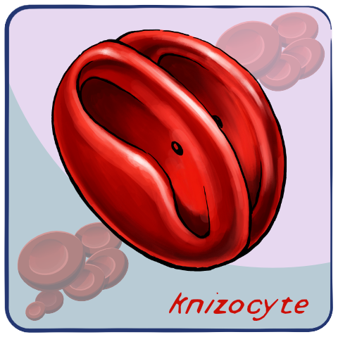 Knizocyte